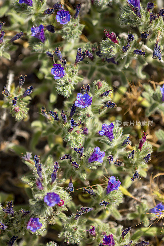 开花的彩色蝮蛇花(Echium angustifolium)的帧填充宏